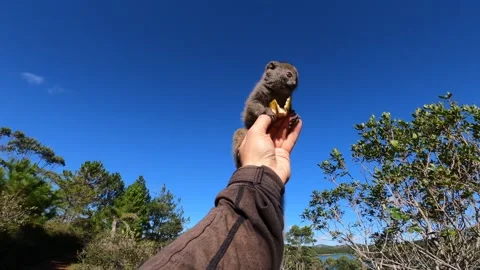 A baby gray lemur eats piece of banana sitting on a tourist outstretched hand Video stock 308809736