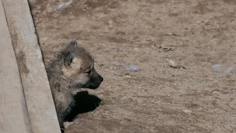 Baby gray wolf cub looks out of a hole, slow motion Stock Footage 297866476
