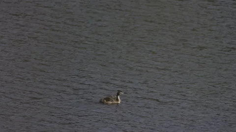 A baby grebe climbs onto its mother, 4K slomo Stock Footage 245073715