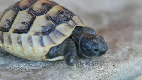 Baby Greek Turtle, Testudo graeca ibera Stock Footage