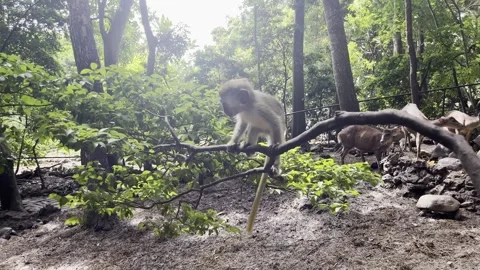Baby green monkey jumping off from a tree branch Stock Footage 249186480