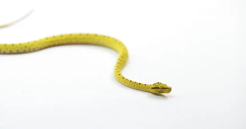 Baby Green tree python curling up - close up on face - isolated on white Stock Footage 150643991