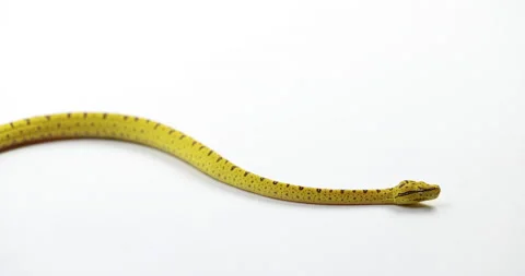 Baby Green tree python with yellow color hisses tongue - side profile - Stock Footage 150644093