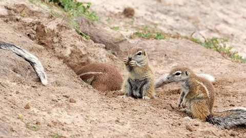 Baby Ground Squirrel Den Burrow Namibia Cape Ground Squirrel Etosha Vídeo Stock 314892204