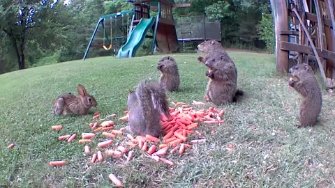 Baby Groundhogs, Rabbits, and Squirrels Eating Carrots Together, Staunton, Virgi Stock Footage 345529439
