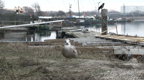 Baby gull Stock Footage 33443943