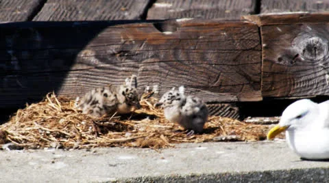 Baby gulls Stock Footage 26379714