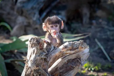 A baby Hamadryas Baboon playing outside on a fallen tree branch Stock Photos
