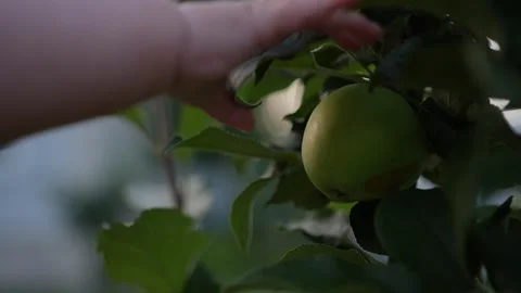 Baby hand touch an apple Stock Footage 314818256
