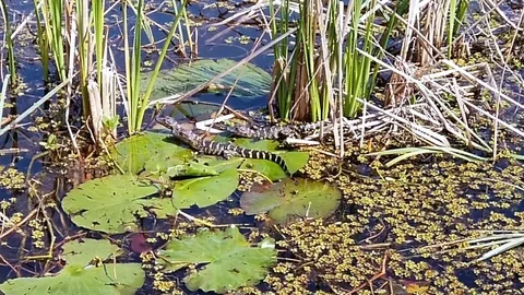 Baby Hatchlings American Alligators Stock Footage 123715413
