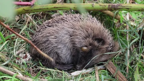 Baby hedgehog 動画素材 319434144