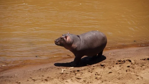 Baby hippo is afraid going back home because his papa hippo is angry in Kenya Stock Footage