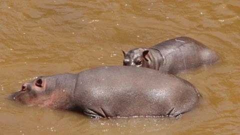 Baby hippos playing inside the river in Masai Mara national park in Kenya Stock Footage 106896092