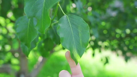 The baby is holding a leaf of a tree Stock Footage 201948458