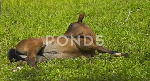 Baby horse Stock Photos