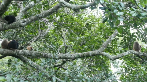 Baby Howler Monkey Runs Through The Tree Top Stock Footage 45284419