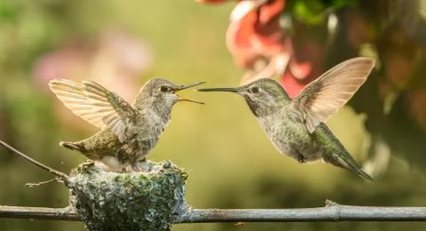 Baby hummingbird open mouth for food from mother Stock Photos