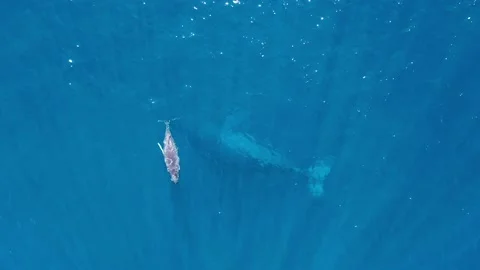 Baby Humpback 動画素材 168827379