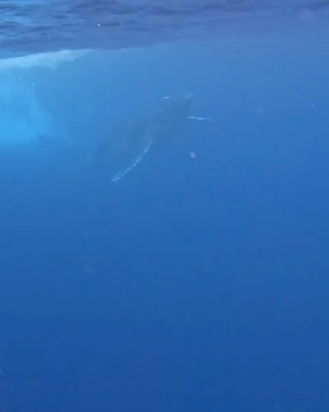 Baby Humpback Whale Breaches The Surface... | Stock Video | Pond5