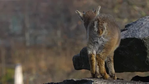 A baby ibex from behind Stock Footage 263931253