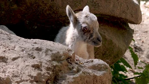 A baby ibex close up Stock-Footage 263642245