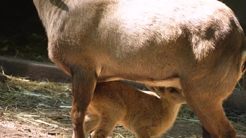 A baby ibex drinking  Stock Footage 263580836