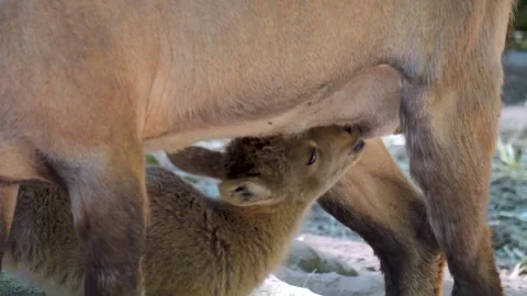 Baby ibex drinking Stock Footage 263595229