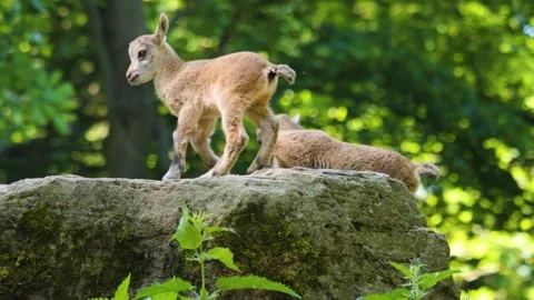 A baby ibex Stock Footage 243349448