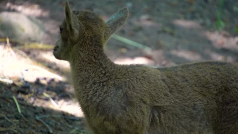 A baby ibex in the forest Stock-Footage 249734089