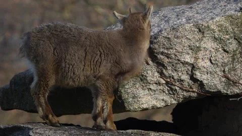 A Baby ibex standing Stock Footage 263854380