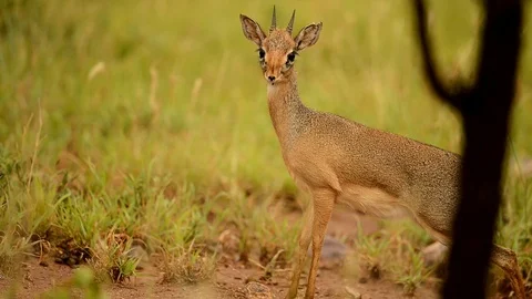 Baby Impala looking scared the round in Serengeti National Park Tanzania, Africa Stock Footage 116385187