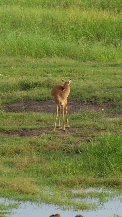 Baby impala, vertical Stockbeeldmateriaal 318092856