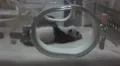 Baby Infant Panda In Nursery Incubator Zoom In HD HD Footage