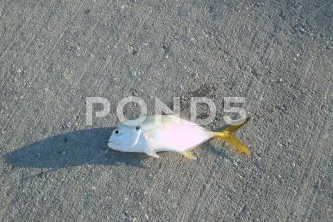 Baby Jack Crevalle On Cement Floor Stock Photos