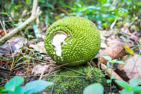 Baby jackfruit in the forest Stock-Fotos