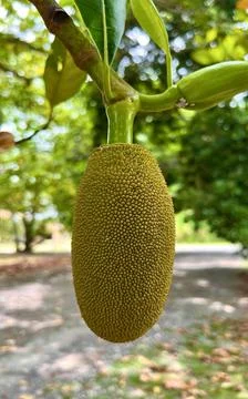 Baby Jackfruit 스톡 사진