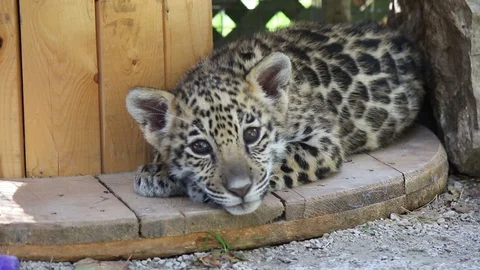 Baby Jaguar staring at camera Stock Footage 128897215