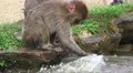 Baby Japanese Macaque Monkey Splashing In Pond Water Close Up HD HD Footage
