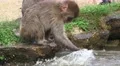 Baby Japanese Macaque Monkey Splashing In Pond Water Close Up 4K 4k or 4k+ Resolution