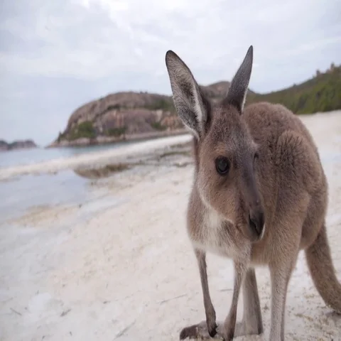 Baby kangaroo looking around on beach in Australia Stock Footage