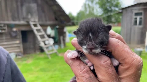 The baby is a kitten. Video stock 246140569