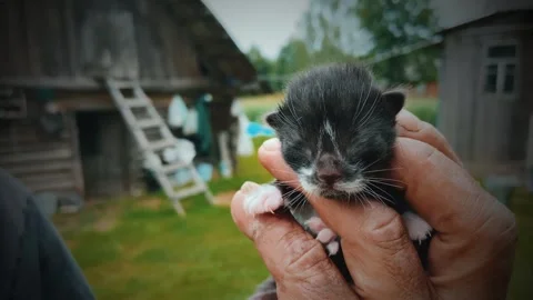 Baby kitten. Video stock 246638782
