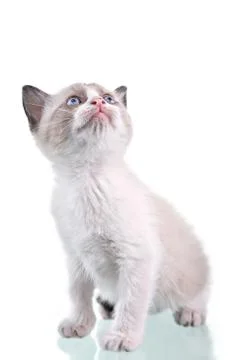 Baby kitten Stock Photos