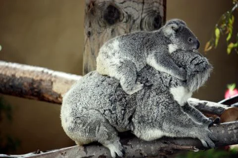 Baby koala on mom's back Stock Photos
