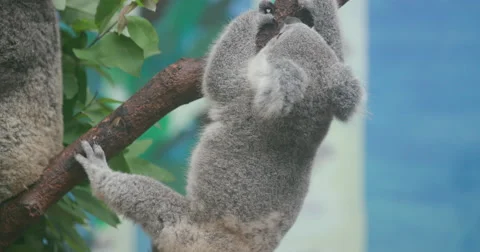 Baby koala playing Stock Footage 64667070