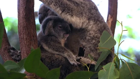 Baby koala waking up while resting on mother’s chest in natural habitat. Stock Footage 314938361