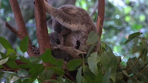 Baby Koala Waking Up While Snuggling with Mother in Tree Stock Footage 314921778