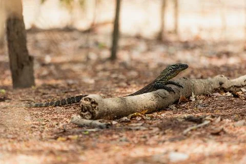 Baby Komodo dragon leaning on the log Stock Photos
