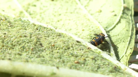Baby lady bug larvae Stock Footage 30444212
