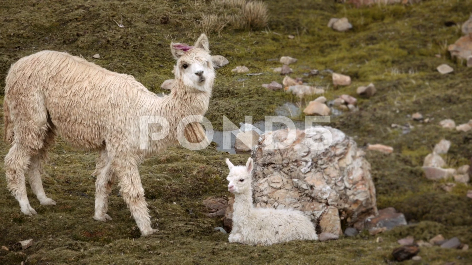 Baby Lama And Mother Stock Video Pond5
